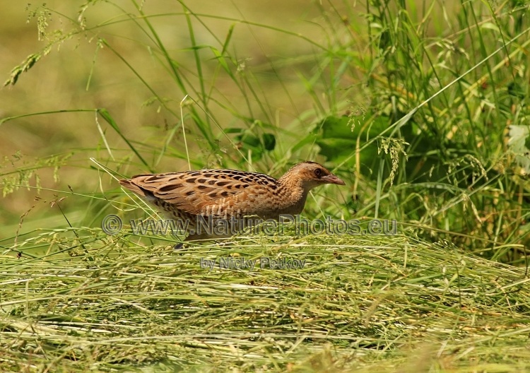 WildLife Photos of Birds, Rails & Crakes, Corncrake, Crex crex